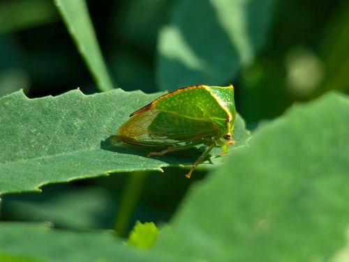 Stictocephala alta
