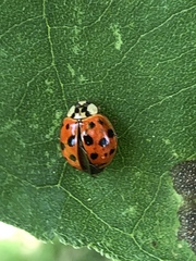 Harmonia axyridis