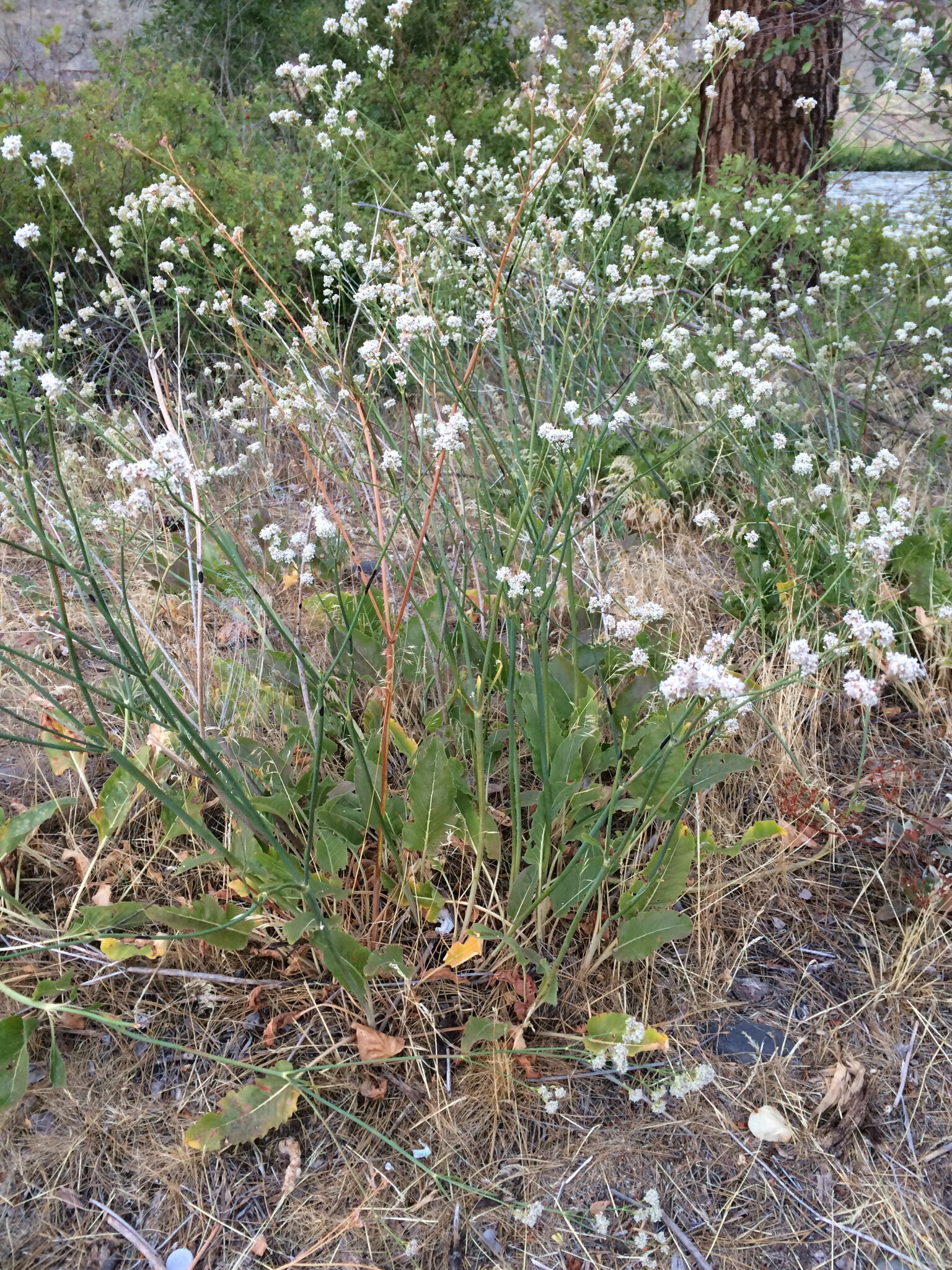 Eriogonum elatum