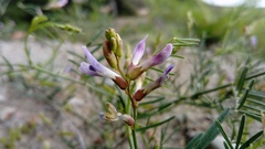 Astragalus arenarius