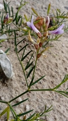 Astragalus arenarius