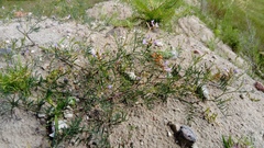 Astragalus arenarius