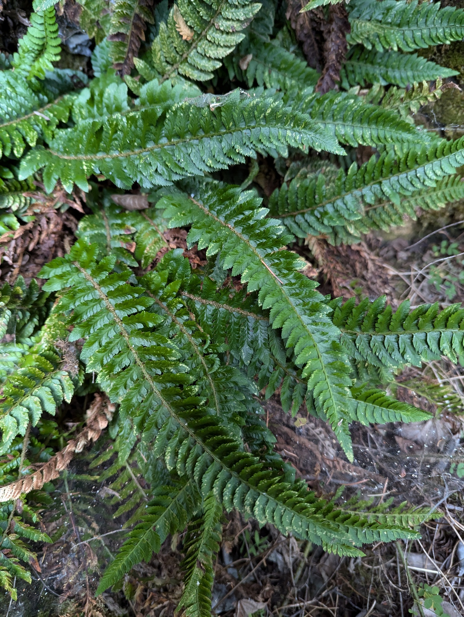Polystichum californicum
