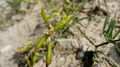 Astragalus arenarius