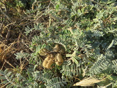 Astragalus miguelensis