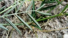 Astragalus arenarius