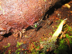 Sadocus polyacanthus