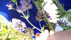 Medicago sativa sativa