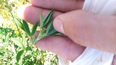 Medicago sativa sativa