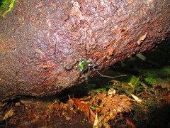 Sadocus polyacanthus
