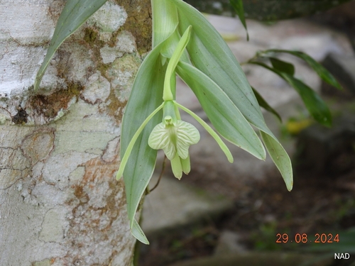 Epidendrum pendens L.O.Williams