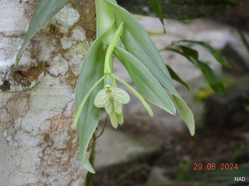 Epidendrum pendens L.O.Williams 2