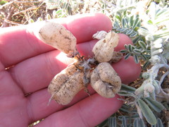 Astragalus miguelensis