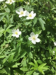 Anemonastrum canadense