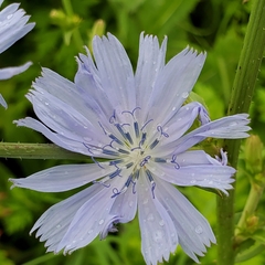 Cichorium intybus