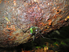 Sadocus polyacanthus