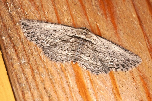 Brown Bark Carpet Moth photo 5