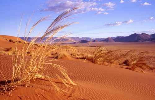 Stipagrostis sabulicola (Pilg.) De Winter