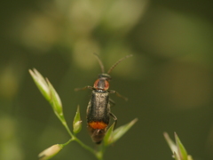 Axinotarsus pulicarius