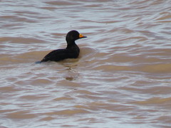 Melanitta americana image