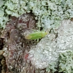 Miridae