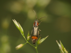 Axinotarsus pulicarius