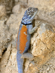 Sceloporus minor