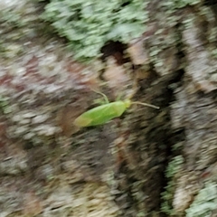 Miridae