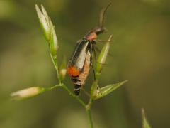Axinotarsus pulicarius