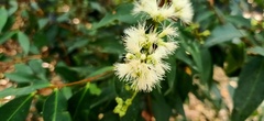 Syzygium attenuatum