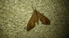 Marumba cristata bukaiana