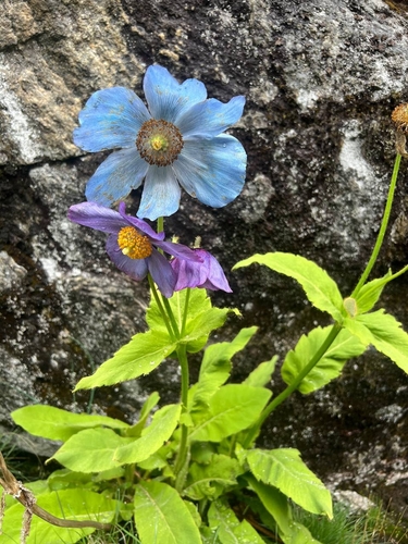 Meconopsis gakyidiana, photograph 5