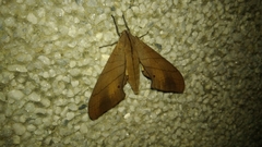 Marumba cristata bukaiana