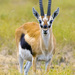 Mongalla Gazelle - Photo (c) Yathin S Krishnappa, some rights reserved (CC BY-SA)