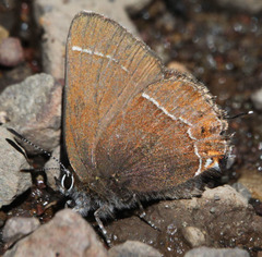 Callophrys johnsoni