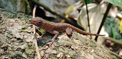 Anolis uniformis