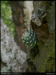 Cardon (Stetsonia coryne)