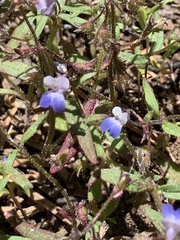Collinsia torreyi