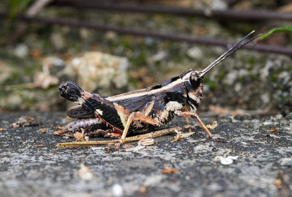 Traulia angustipennis