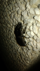 Serrognathus kyanrauensis