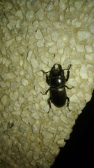 Serrognathus kyanrauensis