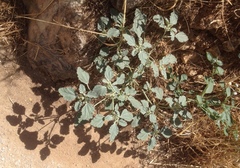 Chrozophora tinctoria