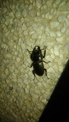 Serrognathus kyanrauensis