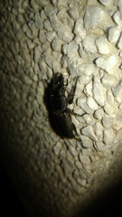 Serrognathus kyanrauensis