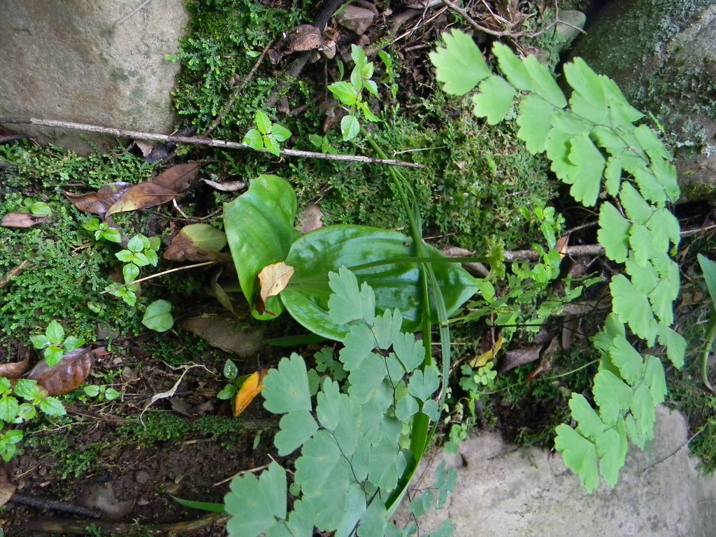 Malaxis parthoni