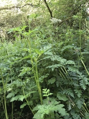 Heracleum sphondylium