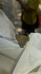 Satyrium caryaevorus