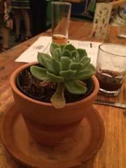 Echeveria elegans