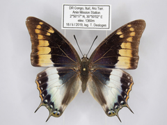 Charaxes viola picta