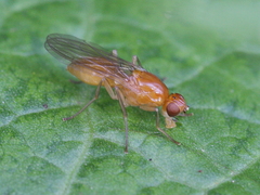 Psila fimetaria